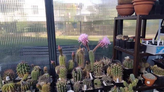 Цветение эхинопсисов - летнее чудо.