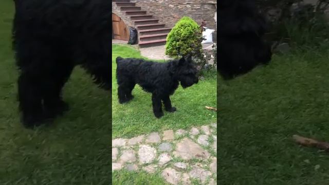 Севастополь.Алекс Руссо Зигзаг Удачи перед триммингом.сын Роман-Кош Паваны. 23г.отец помета Х.Цирце