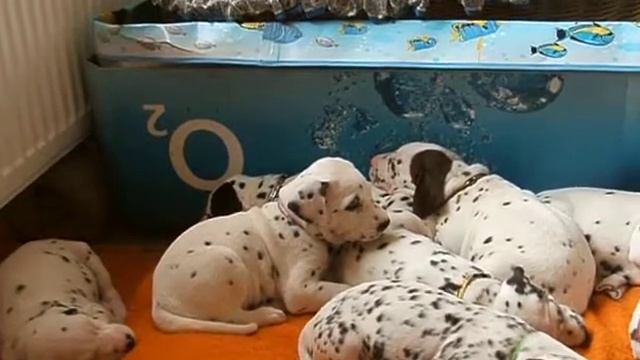 Dalmatin: Anabell Ze Zátockého Revíru - 4.týdenn