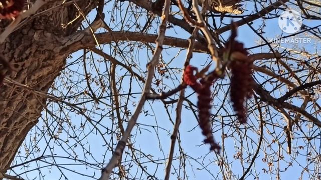 Кристина Мотиватор.Странное видео.Наталья Фальконе впервые жарит котлеты?Лора USA Владычица морская