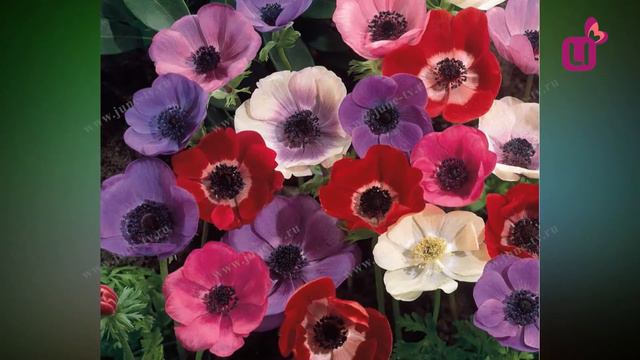 День подснежника