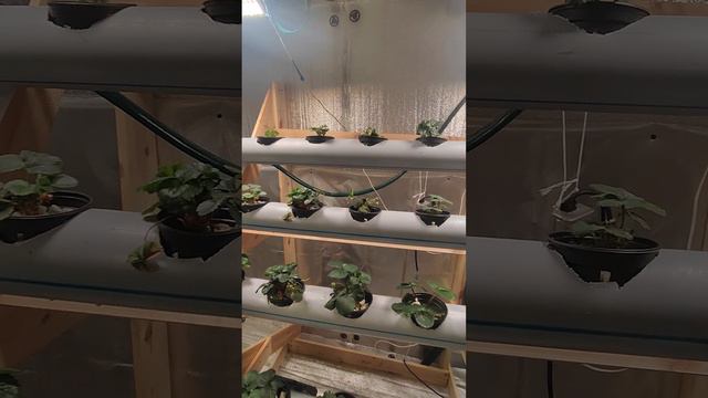 Выводы по второй гидропонной установке