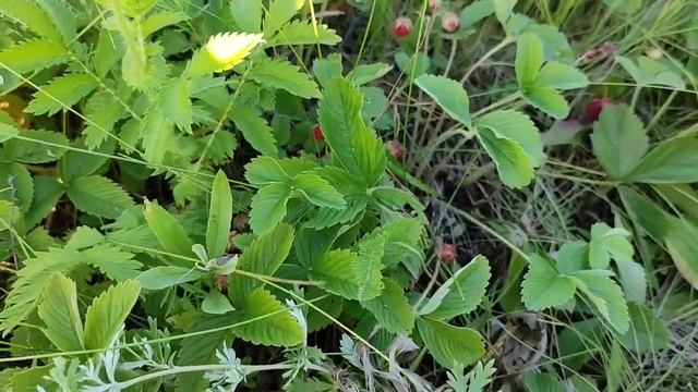 собрали семь литров клубники за час