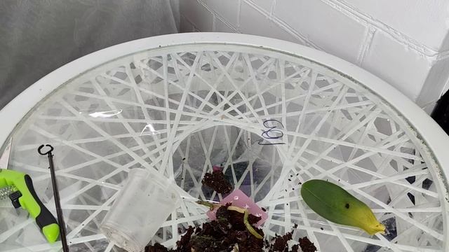 Только Так МОЖНО спасти ОРХИДЕЮ ОТ ГНИЛИ, ЧТО БЫ НАЧАЛИ РАСТИ НОВЫЕ МОЛОДЫЕ КОРНИ