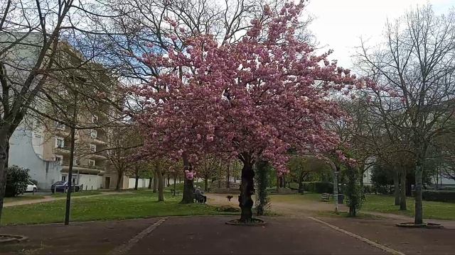 Cerisier Du Japon Ou Prunus Kanzan