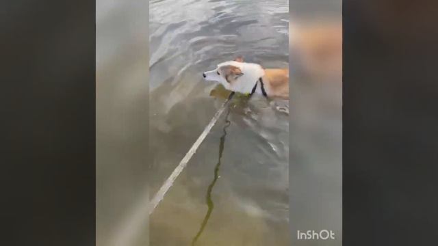 Жара, Лингва ездила на речку)))