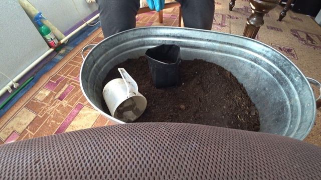 Перевалка сельдерея, пикировка петунии