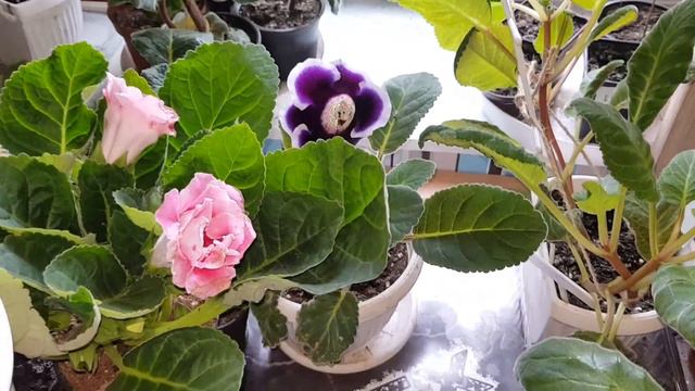 Gloksynia Mix / Sinningia / Gloxinia