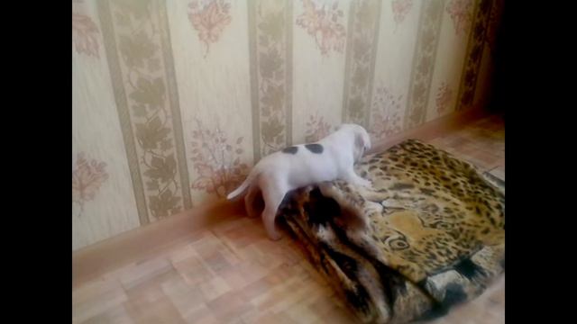 4cabe8b38fd40632d906b5b20fcdf140