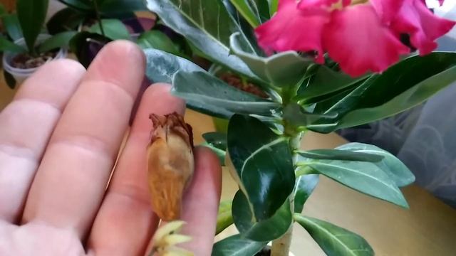 Следующие мои АДЕНИУМЫ начинают своё первое ЦВЕТЕНИЕ!