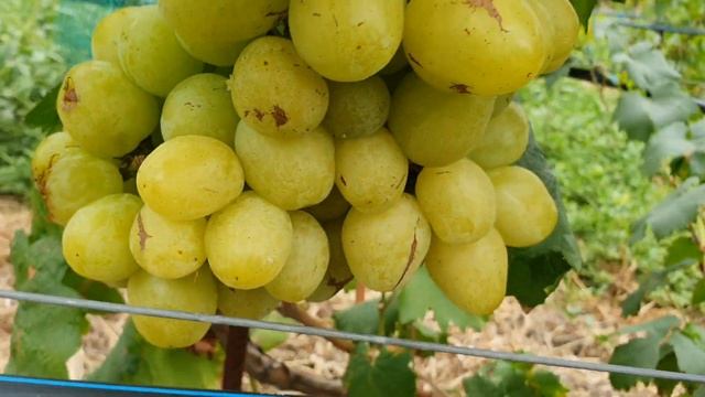 Необычные ягоды на Славе Украине 2021