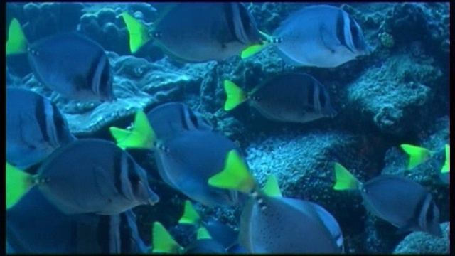 Photographer (Фотограф)