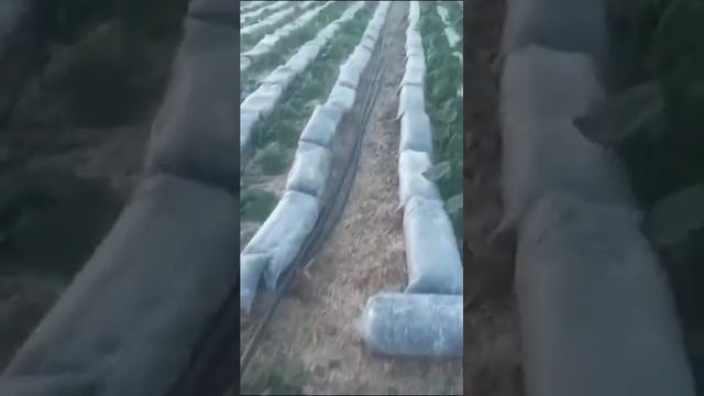 Это было 06.06.2023г. сделали с женой капельный полив плантации павловния. Сейчас уже более 3х м.