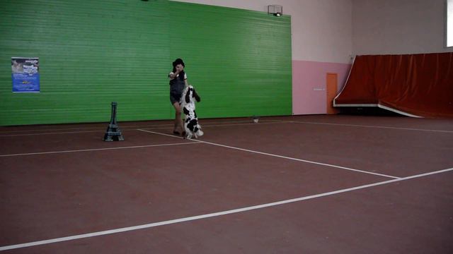 14. Открытый Фристайл Илдызова Елизавета и спрингер спаниель Бритни