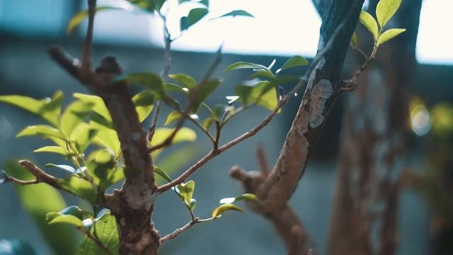 4K Test Fuji X-T20 Color Graded