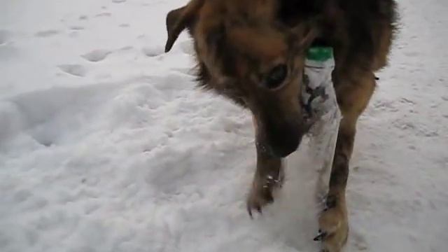 Лаки - собака, которую любят все!