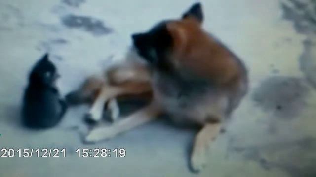 Кошка привела своих котят к другу