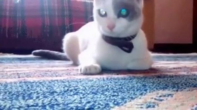 Бешеная кошка😂