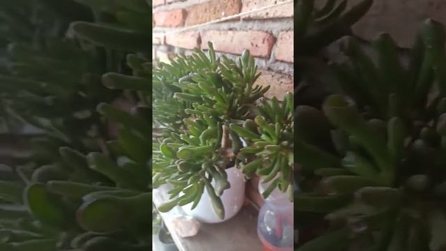 Crassula Ovata Gollum