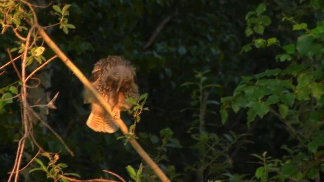 Ушастая сова (Asio Otus) кормит слётка