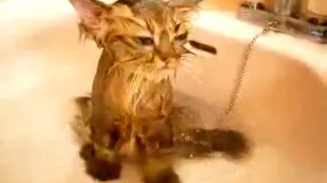 Смешные кошки.Очень смешные