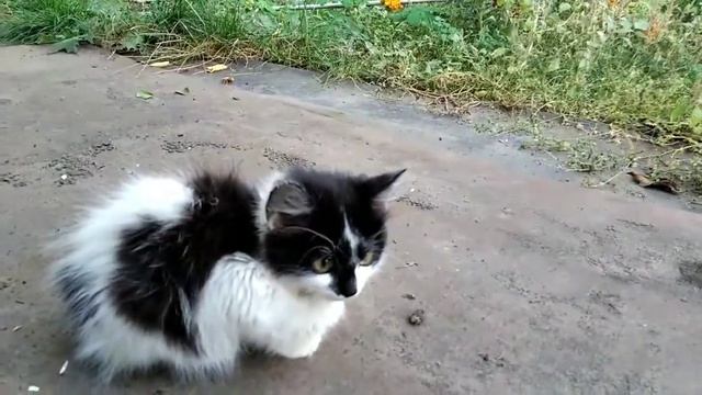 Кто воришка? Томми найден?!