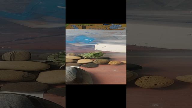 мой животные