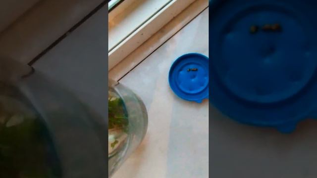 Мой маленький тритон Максим!!!🥰🥰🤗