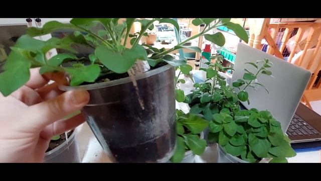 Петуния и Лобелия: кардинальная стрижка)