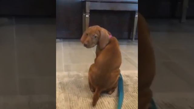 This Trend With My Dog ❤️