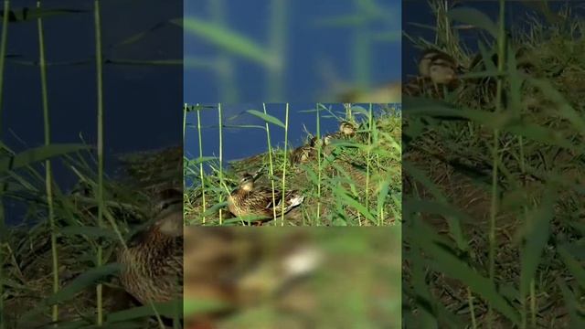 Beautiful Piano Music, Meditation Music, Classic Piano Music, Relaxing Sleep Music, Best Study Musi