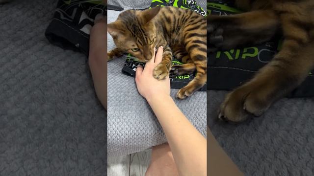😈Посмотрите на этого злюку / Look At This Scoundrel