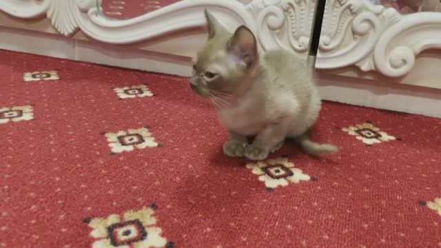 Купили котенка_наш новый питомец