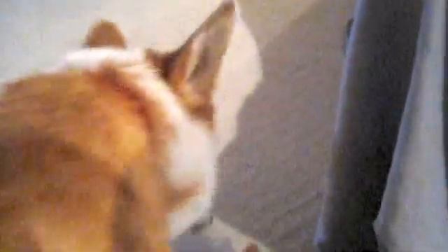 Yuki The Corgi Puppy Steals Cookies (Corgi - 1 Year Old)