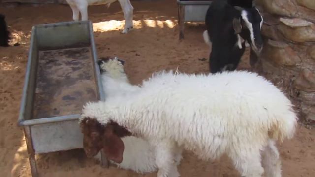 Брачные игры коз