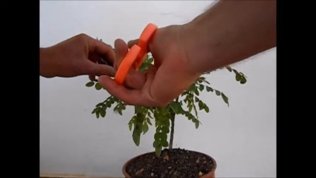 Sophora Japonica Poda En Verde 17 08 2017