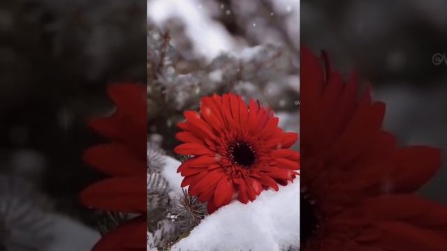 Хорошего зимнего утра и удачного дня!!!