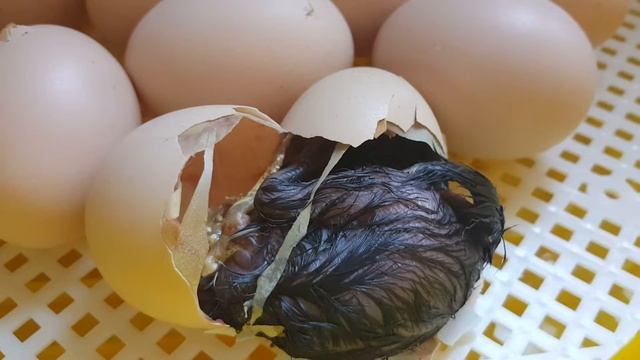 Цыплёнок появляется на свет. Little Chick Hatching))