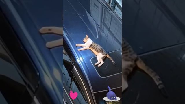 У котов это лучшее место для отдыха