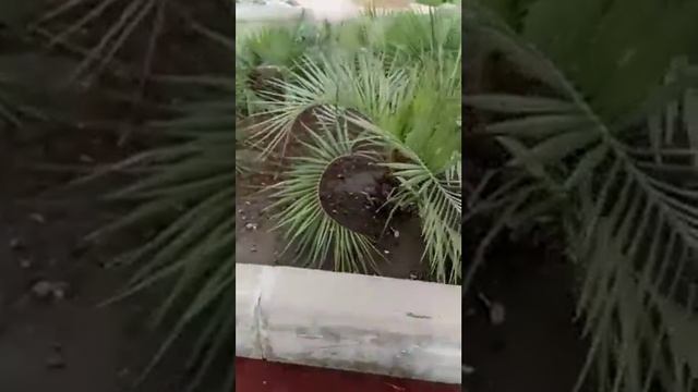 Ананасы в Сочи