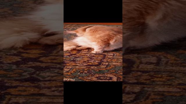 КОТИКИ