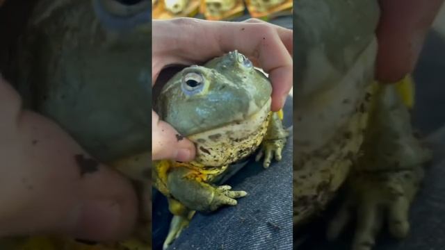 Гигантская лягушка сломала мужчине палец!)