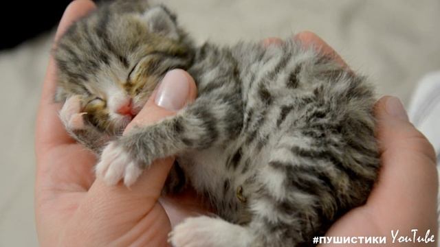 Кошка долго бежала за ним, умоляя не отнимать у неё детей. Он выкинул их в мусорку, отталкивая мать