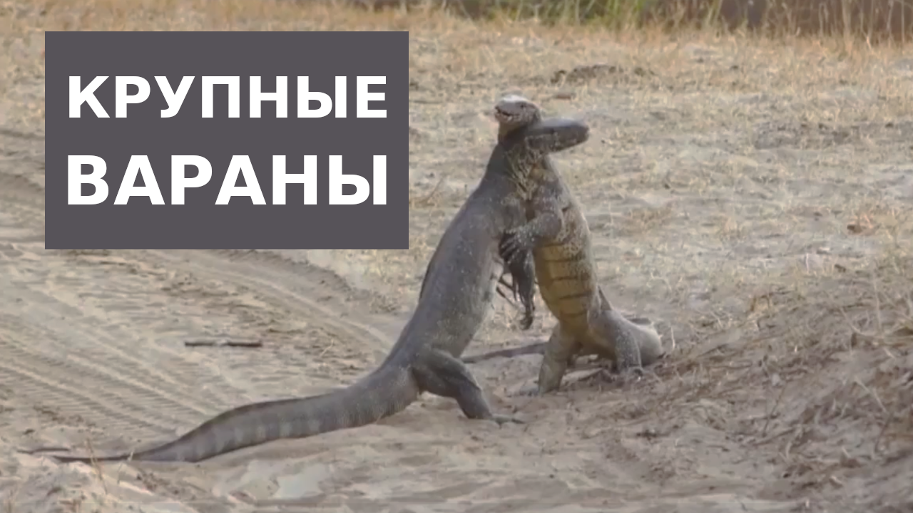 9d8b00d27236d8f21f13e3c2926fe59c