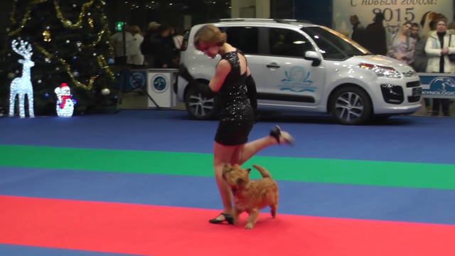 Танцы с собаками. Чемпионат РКФ - 2014.