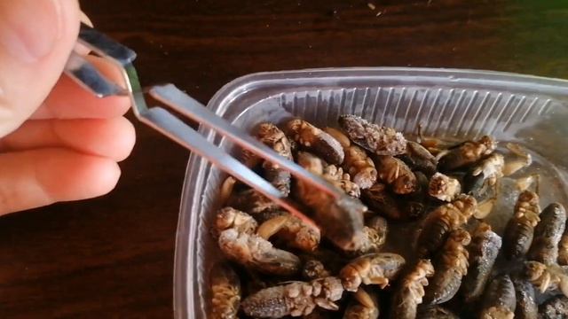 Кто такой эублефар и как за ним ухаживать? Основы содержания милого геккона.