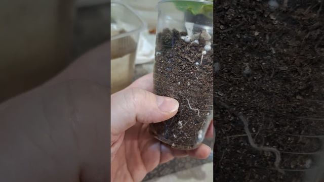 поливаем черенки и наблюдаем за корнями)))
