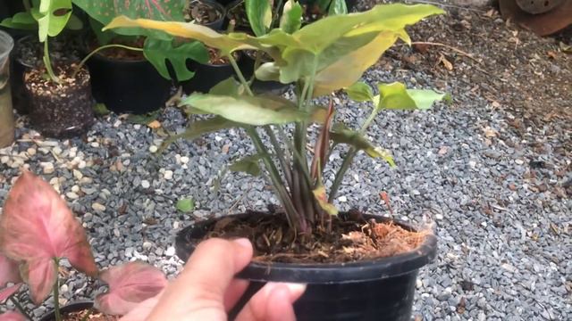 Syngonium Podophyllum 'orm Nak' Vs Super Red, ออมนาคแดง Vs ออมนาค 5 จุดแตกต่าง | สวนอุ่นดิน