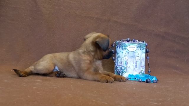 A33de26b1ba595b71b6a618766b1dd35