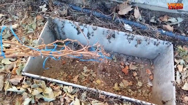 Как укрыть виноград на зиму